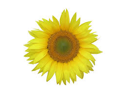 Alba 2017 212 completare declaratia instructiuni stiri unica venituri. O 591 2017 Contabilitate Fiscalitate Monografii Contabile