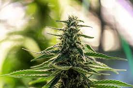 Control the humidity of your grow room. Humidity For Growing Weed Everything You Should Know About I49 Usa