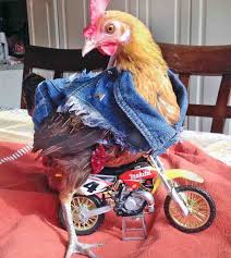 Chickenmotorcycle Jpg 920 1028 Pet Chickens Chicken Clothes Chicken Costumes