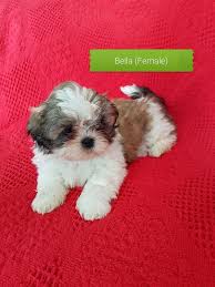 Pups will come with first vaccination wormed to date microchipped vet checked bag of food puppy pads toys blanket with. Pleased Shih Tzu Puppies For Sale Houston For Sale Houston Pets Dogs