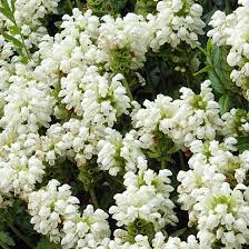 Isoniittyhumala Valkoinen Viherpeukalot Fast Growing Flowers Ground Cover Plants Ground Cover