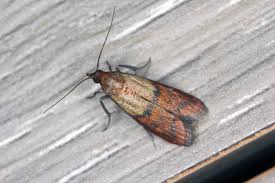 how do moths get in your house? terminix
