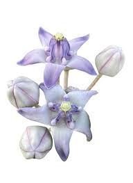 Image result for Calotropis gigantea