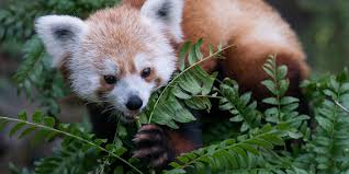 The pandas use their ringed tails as wraparound blankets in. Red Panda Smithsonian S National Zoo