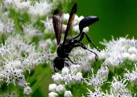 The female deposits a single egg onto the abdomen of one of the first spiders she places in a cell (shafer 1949). Organ Pipe Mud Dauber Putnam County Site Observations Scorpionflies Flies Twisted Winged Insects And Wasps Inaturalist