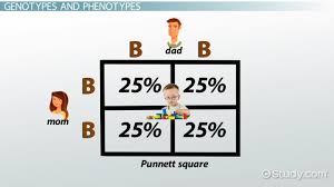 These problems are all one factor or monohybrid problems with a cute mouse theme. Punnett Square Definition Example Video Lesson Transcript Study Com