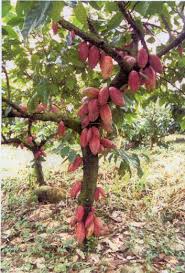 Dossier Cacaoyer L Arbre Qui Ne Perd Pas Ses Fruits Fleurs De Fruits Legume Exotique Fruits