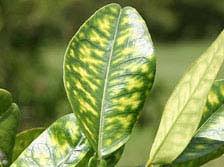Potassium and iron deficiency in citrus trees such as oranges, for example, can cause symptoms such as leaves curling and turning yellow. Listen To Your Lemons What Are Your Citrus Trees Trying To Tell You Globalnet Academy