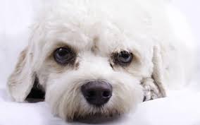 We did not find results for: Cavapoo Aka Cavoodle The Ultimate Guide To The Breed Animalso
