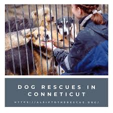 Pack leaders rescue of ct is a 501c3 nonprofit dog & cat rescue. Top 10 Dog Rescues And Shelters In Conneticut Alsip To The Rescue Dogs Nursery Frankfort Illinois