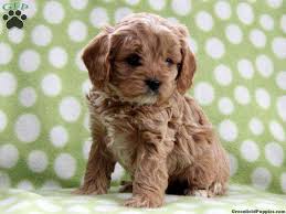 We did not find results for: Cavapoo Puppies