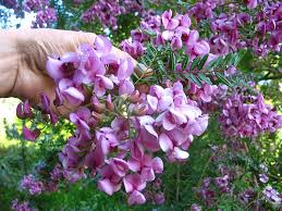 Its blooms are fragrant and gorgeous, and the. Virgilia Cape Lilac Tree 6 Pot Hello Hello Plants Garden Supplies