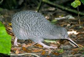 Grey And Spotted Kiwi Bird Kiwi Bird Pet Birds Nature Tour
