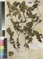 Image result for Cleistanthus schlechteri