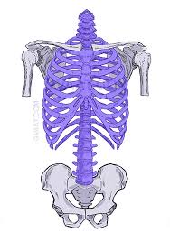 The vertebrae, which stack like spools of thread, support the back and protect the spinal cord. How To Draw The Torso Easier An Illustrated Guide Gvaat S Workshop