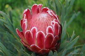 Protea Venus By Plantnerd1979 Redbubble Framed Art Prints Protea Poster Wall Art