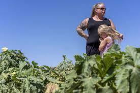 The fao explains the construction of the pin in detail here. A Raging Crisis Metro Phoenix Is Losing Its Family Farms