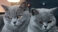 British Shorthair - Price, Personality, Lifespan