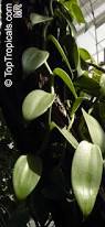 Image result for Vanilla polylepis