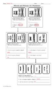 Cell cycle drawing worksheet at getdrawings.com | free for. Compare Mitosis And Meiosis Cut And Paste Activity And Worksheet