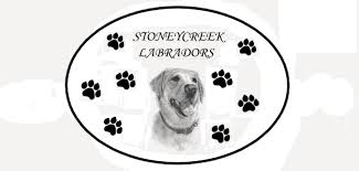 Labrador retriever puppies dayton ohio. Stoney Creek Labradors Stoney Creek Labradors Home Page