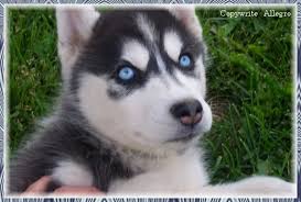 Black And White Husky Puppy With Black Eyes Someday Husky With Blue Eyes Siberian Husky Blue Eyes Puppies With Blue Eyes