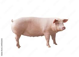 Risultati immagini per porco