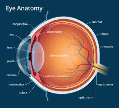 Human Eye Anatomy Parts Of The Eye Explained Eye Anatomy Basic Anatomy And Physiology Eyeball Anatomy
