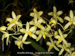 Image result for Zeuxine africana