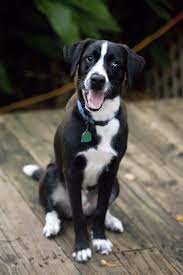 Adopt Hooch On Petfinder Short Haired Border Collie Border Collie Border Collie Lab Mix