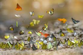 Que Significa Ver Una Mariposa El Significado Segun El Color Vida Con Mascotas
