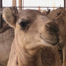 Al ain is abu dhabi's second largest city. Al Ain Camel Market Farm