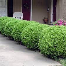 This is a very hardy boxwood, hardy from usda zones 4 to 8. Baby Gem Boxwoods For Sale Brighterblooms Com