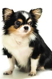 Pomeranian Chihuahua Mix Black And Brown Pin On Chihuahua