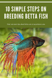 Breeding Betta Fish Easy Guide On How To Breed Betta Fish In 2020 Breeding Betta Fish Betta Fish Betta Fish Care