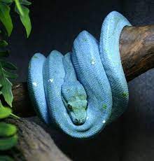 Since People Liked The Photoshopped Blue Snake Here Is An Actual Non Photoshopped Super Blue Green Tree Python Aptly Named Mister Blue Pet Snake Snake Cute Reptiles