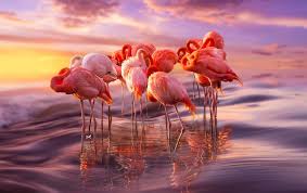 Find over 100+ of the best free flamingo images. 84 Gorgeous Flamingo Pics To Celebrate Pink Flamingo Day Bored Panda