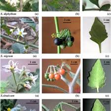 Image result for Solanum grossidentatum