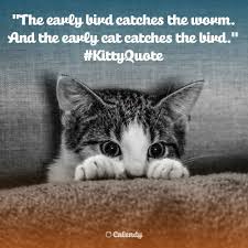 pin by autumn echols on vision board cat day cat quotes cats
