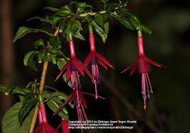 And sure, the name of a flower may not carry a whole lot of symbolism — but the meaning behind your favorite blooms can have a significant impact on the valentine's day gift. Fuchsia Lechlade Magician In The Fuchsias Database Garden Org