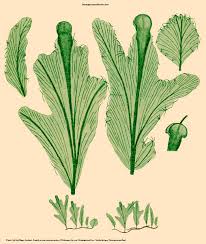 Image result for Didymoglossum