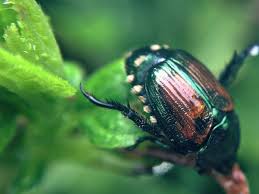 Check spelling or type a new query. How To Control Japanese Beetles In Your Lawn And Garden