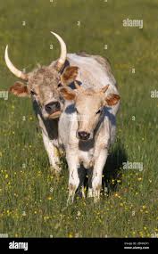 Image result for chillingham cattle