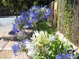 Pin On Drought Tolerant Plants