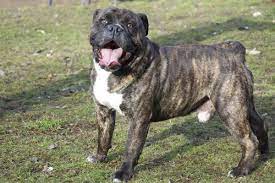Englische bulldoggen sind für familien, die keine besonderen sportlichen leistungen von ihrem familienhund erwarten und einen gutmütigen, anhänglichen und treuen begleiter suchen, hervorragend geeignet. Ruden English Bulldog Alternativ