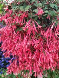 Fuchsia Eruption Fuchsia Flowers Fuchsia Plant Fuchsia Flower