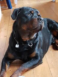 Oh Yes Mom Rottweiler Puppies Rottweiler Dog Puppies
