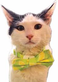 Why We Do What We Do