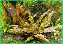 Pertumbuhan dari tanaman ini juga terhitung cukup cepat sehingga dapat membuat aquarium anda cepat terlihat indah. 10 Macam Dan Jenis Tanaman Hias Untuk Aquarium Air Tawar Dunia Fauna Hewan Binatang Tumbuhan Plants Cryptocoryne Wendtii Planted Aquarium