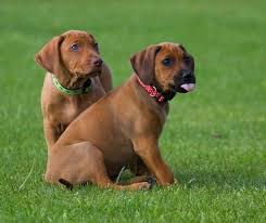 Image result for rhodéský ridgeback